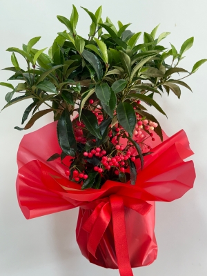 Ardisia Crenata ( Yılbaşı Bitkisi ) 45 cm